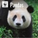 Wwf Pandas Square Wall Calendar 2026