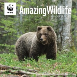 Wwf Amazing Wildlife Square Wall Calenda
