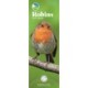Rspb Robins Slim Calendar 2026
