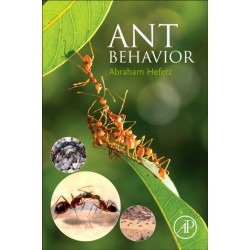 Ant Behavior