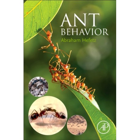 Ant Behavior