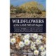 Wildflowers of the Lake Mead Region