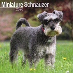 Schnauzer Miniature  Calendar 2026  Square Dog Breed Wall Calendar - 16 Month