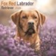 Fox Red Labrador Retriever Calendar 2026  Square Dog Breed Wall Calendar - 16 Month