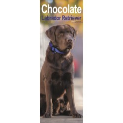 Chocolate Labrador Retriever Slim Calendar 2026  Dog Breed Slimline Calendar - 12 Month