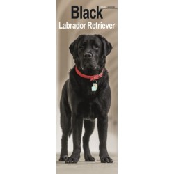 Black Labrador Retriever  Slim Calendar 2026  Dog Breed Slimline Calendar - 12 Month