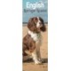 English Springer Spaniel  Slim Calendar 2026  Dog Breed Slimline Calendar - 12 Month