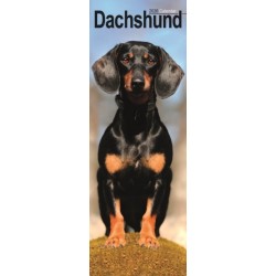 Dachshund Slim Calendar 2026  Dog Breed Slimline Calendar - 12 Month