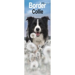 Border Collie Slim Calendar 2026  Dog Breed Slimline Calendar - 12 Month