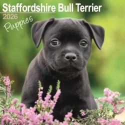 Staffordshire Bull Terrier Puppies Calendar 2026  Square Dog Puppy Breed Wall Calendar - 16 Month