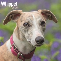Whippet Calendar 2026  Square Dog Breed Wall Calendar - 16 Month