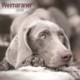 Weimaraner Calendar 2026  Square Dog Breed Wall Calendar - 16 Month