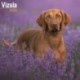Vizsla Calendar 2026  Square Dog Breed Wall Calendar - 16 Month