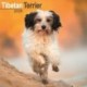 Tibetan Terrier Calendar 2026  Square Dog Breed Wall Calendar - 16 Month