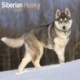 Siberian Husky Calendar 2026  Square Dog Breed Wall Calendar - 16 Month