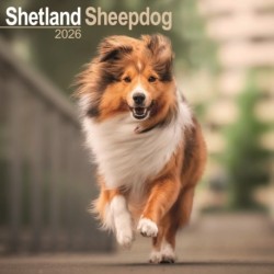 Shetland Sheepdog Calendar 2026  Square Dog Breed Wall Calendar - 16 Month