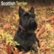 Scottish Terrier Calendar 2026  Square Dog Breed Wall Calendar - 16 Month