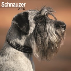 Schnauzer (Euro) Calendar 2026  Square Dog Breed Wall Calendar - 16 Month
