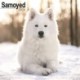 Samoyed Calendar 2026  Square Dog Breed Wall Calendar - 16 Month