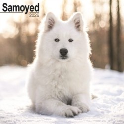Samoyed Calendar 2026  Square Dog Breed Wall Calendar - 16 Month