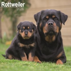 Rottweiler Calendar 2026  Square Dog Breed Wall Calendar - 16 Month