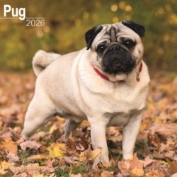 Pug Calendar 2026  Square Dog Breed Wall Calendar - 16 Month