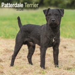 Patterdale Terrier Calendar 2026  Square Dog Breed Wall Calendar - 16 Month