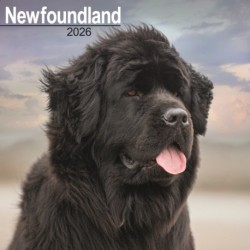 Newfoundland Calendar 2026  Square Dog Breed Wall Calendar - 16 Month