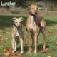 Lurcher Calendar 2026  Square Dog Breed Wall Calendar - 16 Month