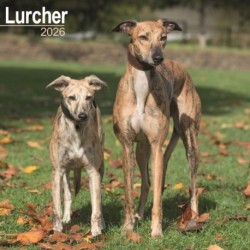 Lurcher Calendar 2026  Square Dog Breed Wall Calendar - 16 Month