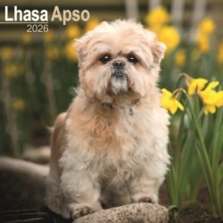 Lhasa Apso Calendar 2026  Square Dog Breed Wall Calendar - 16 Month