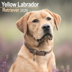 Labrador Retriever (Yellow) Calendar 2026  Square Dog Breed Wall Calendar - 16 Month