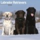 Labrador Retrievers (Mixed) Calendar 2026  Square Dog Breed Wall Calendar - 16 Month