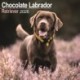 Chocolate Labrador Retriever Calendar 2026  Square Dog Breed Wall Calendar - 16 Month