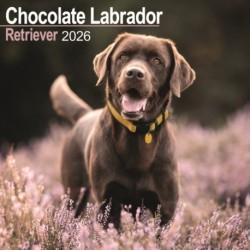 Chocolate Labrador Retriever Calendar 2026  Square Dog Breed Wall Calendar - 16 Month