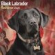 Black Labrador Retriever Calendar 2026  Square Dog Breed Wall Calendar - 16 Month