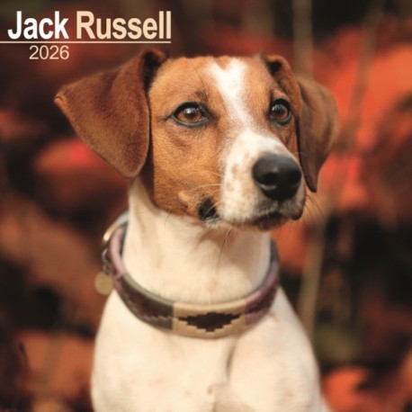 Jack Russell Calendar 2026  Square Dog Breed Wall Calendar - 16 Month