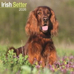 Irish Setter Calendar 2026  Square Dog Breed Wall Calendar - 16 Month