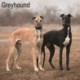 Greyhound Calendar 2026 Square Dog Breed Wall Calendar - 16 Month