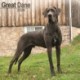 Great Dane (Euro) Calendar 2026  Square Dog Breed Wall Calendar - 16 Month
