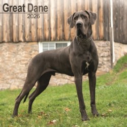 Great Dane (Euro) Calendar 2026  Square Dog Breed Wall Calendar - 16 Month