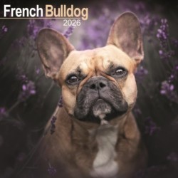 French Bulldog Calendar 2026  Square Dog Breed Wall Calendar - 16 Month