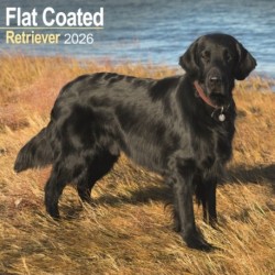 Flatcoated Retriever Calendar 2026  Square Dog Breed Wall Calendar - 16 Month