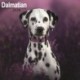 Dalmatian Calendar 2026  Square Dog Breed Wall Calendar - 16 Month