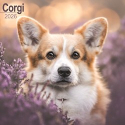 Corgi Calendar 2026  Square Dog Breed Wall Calendar - 16 Month
