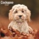 Cockapoo Calendar 2026  Square Dog Breed Wall Calendar - 16 Month