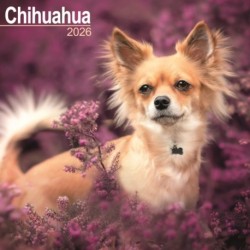 Chihuahua Calendar 2026  Square Dog Breed Wall Calendar - 16 Month