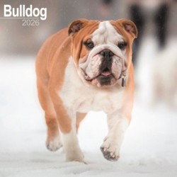 Bulldog Calendar 2026  Square Dog Breed Wall Calendar - 16 Month