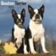 Boston Terrier Calendar 2026  Square Dog Breed Wall Calendar - 16 Month