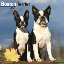 Boston Terrier Calendar 2026  Square Dog Breed Wall Calendar - 16 Month